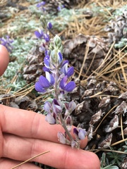 Lupinus breweri grandiflorus