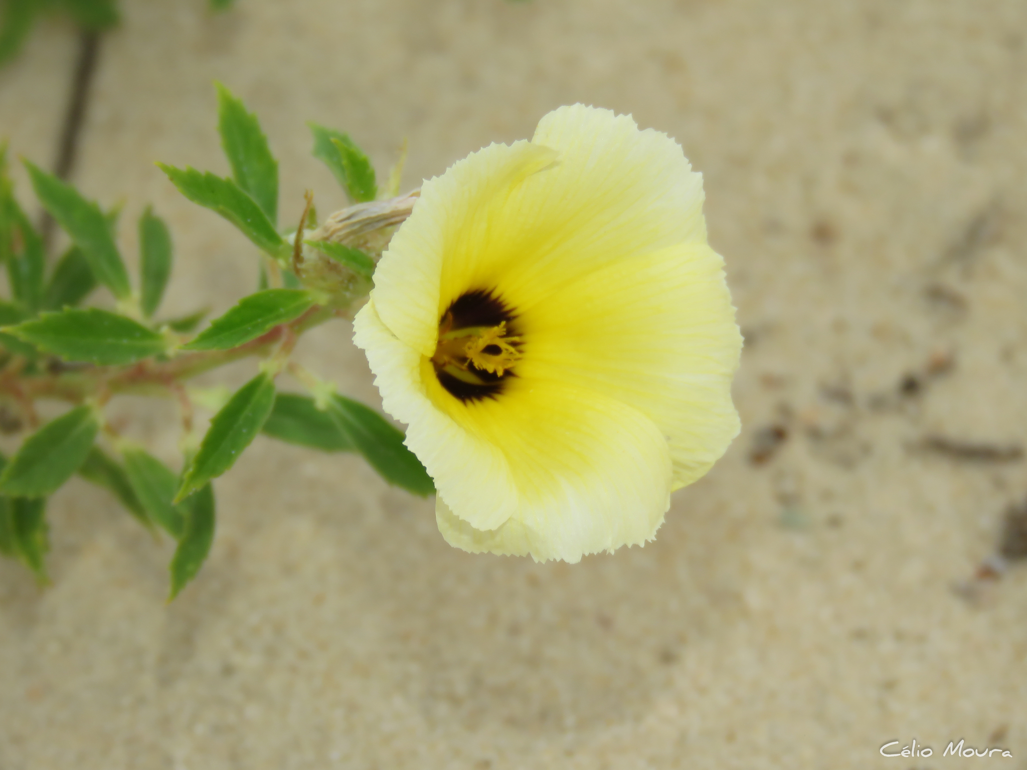 Turnera subulata
