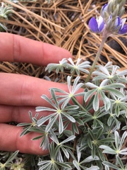 Lupinus breweri grandiflorus