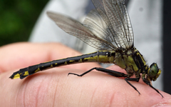 Gomphurus ventricosus