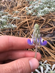 Lupinus breweri grandiflorus