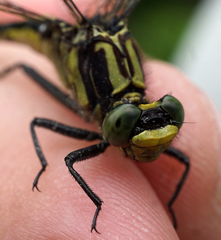 Gomphurus ventricosus