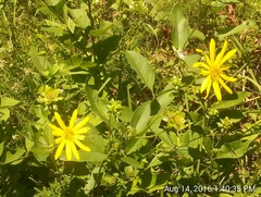 Silphium asteriscus
