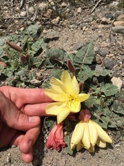 Oenothera xylocarpa