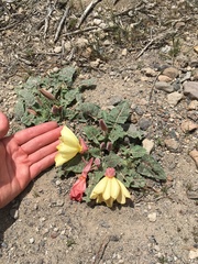 Oenothera xylocarpa