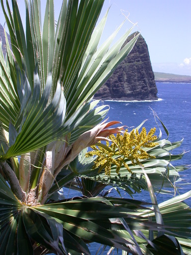 Pritchardia hillebrandii observed 2002-06-08