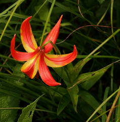 Lilium michiganense