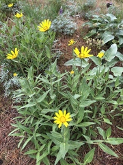 Helianthella