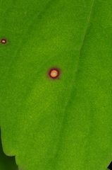 Mycosphaerella impatientis