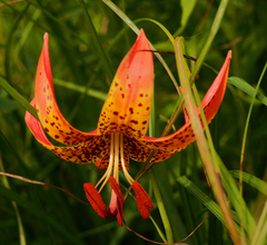 Lilium michiganense