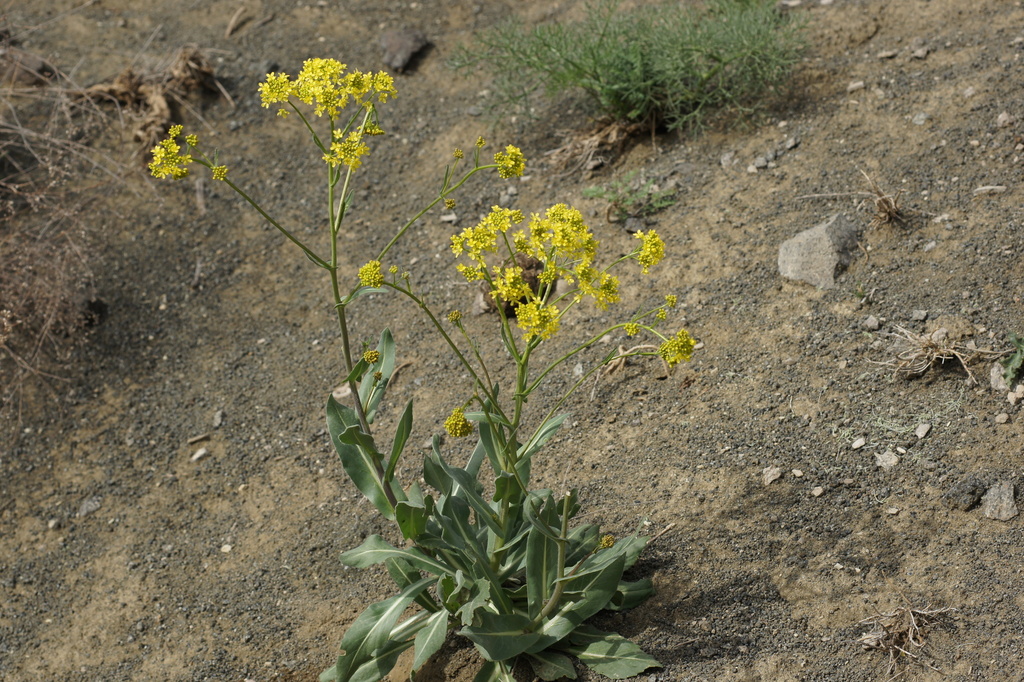 Isatis cappadocica