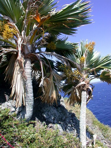 Pritchardia hillebrandii observed 2003-06-13