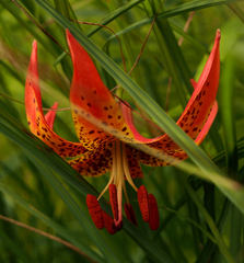 Lilium michiganense