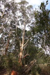 Eucalyptus cypellocarpa