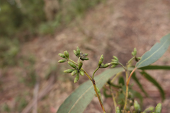 Eucalyptus cypellocarpa