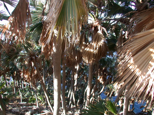 Pritchardia hillebrandii observed 2003-10-21