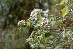 Ageratina ligustrina, photograph (c) Neptalí Ramírez Marcial, some rights reserved (CC BY)