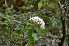 Ageratina ligustrina