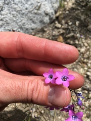 Gilia cana