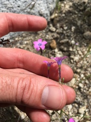 Gilia cana