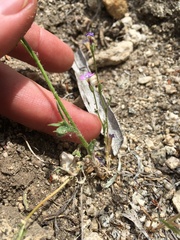 Gilia cana