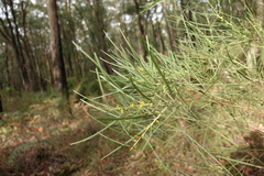 Acacia mucronata longifolia