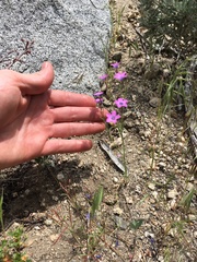 Gilia cana