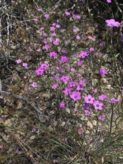 Gilia cana