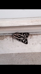 Apantesis williamsii