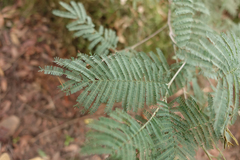 Acacia dealbata dealbata