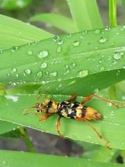 Chlorophorus quinquefasciatus