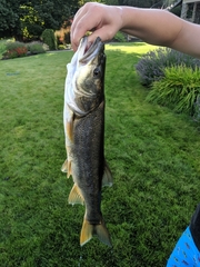 Ptychocheilus oregonensis