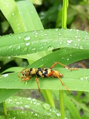 Chlorophorus quinquefasciatus