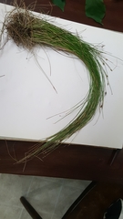 Eleocharis tuberculosa