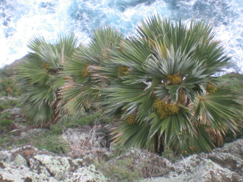 Pritchardia hillebrandii observed 2008-10-15