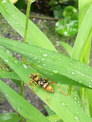 Chlorophorus quinquefasciatus