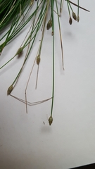 Eleocharis tuberculosa