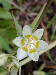 Anticlea elegans elegans