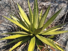 Agave convallis