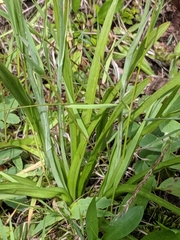 Anticlea elegans elegans