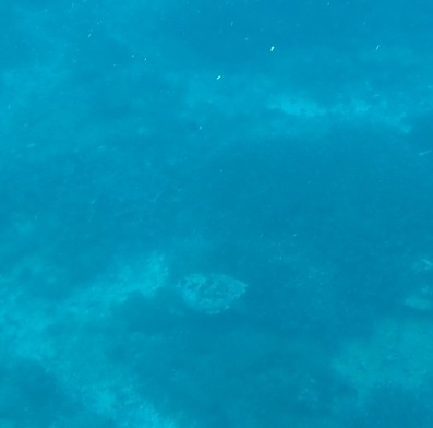 Hawksbill Sea Turtle (Eretmochelys imbricata)
