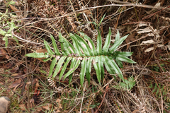 Blechnum wattsii