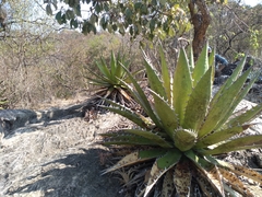 Agave convallis