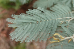 Acacia dealbata dealbata