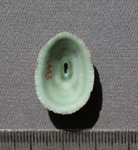 Fissurella virescens