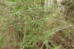 Melaleuca squarrosa