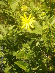 Silphium asteriscus
