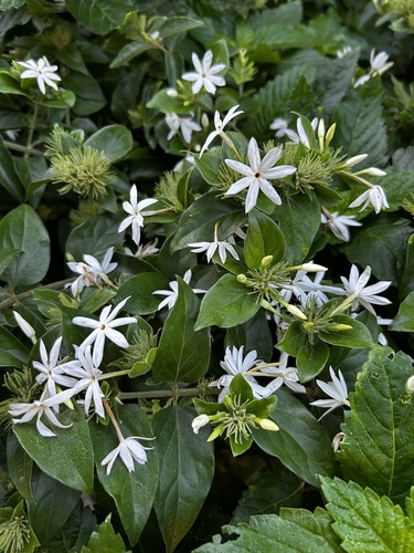 Jasminum multiflorum observed 2024-12-19