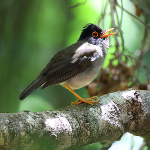 Black-headed Nightingale-Thrush (Catharus mexicanus), photo 10