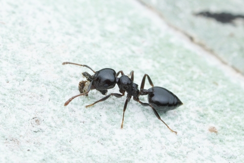Crematogaster constructorCrematogaster constructor